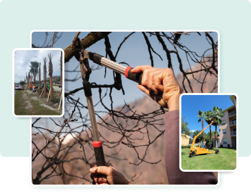 tree services company specialists