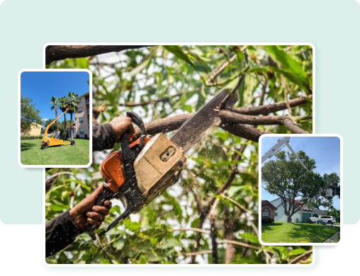 tree services in Orlando FL