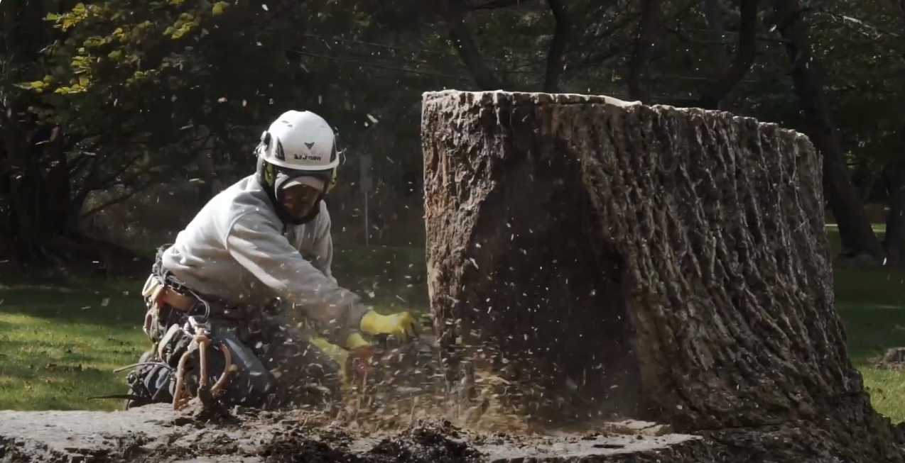 Stump grinding on a commercial property