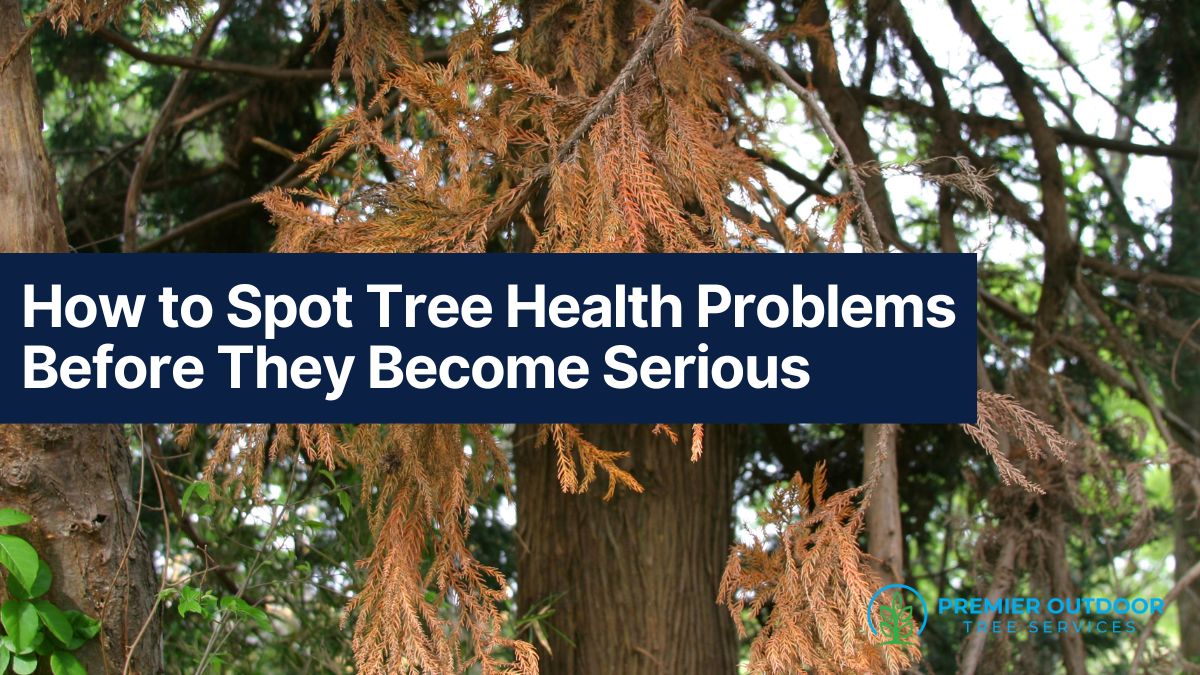 Identify early signs of unhealthy trees.