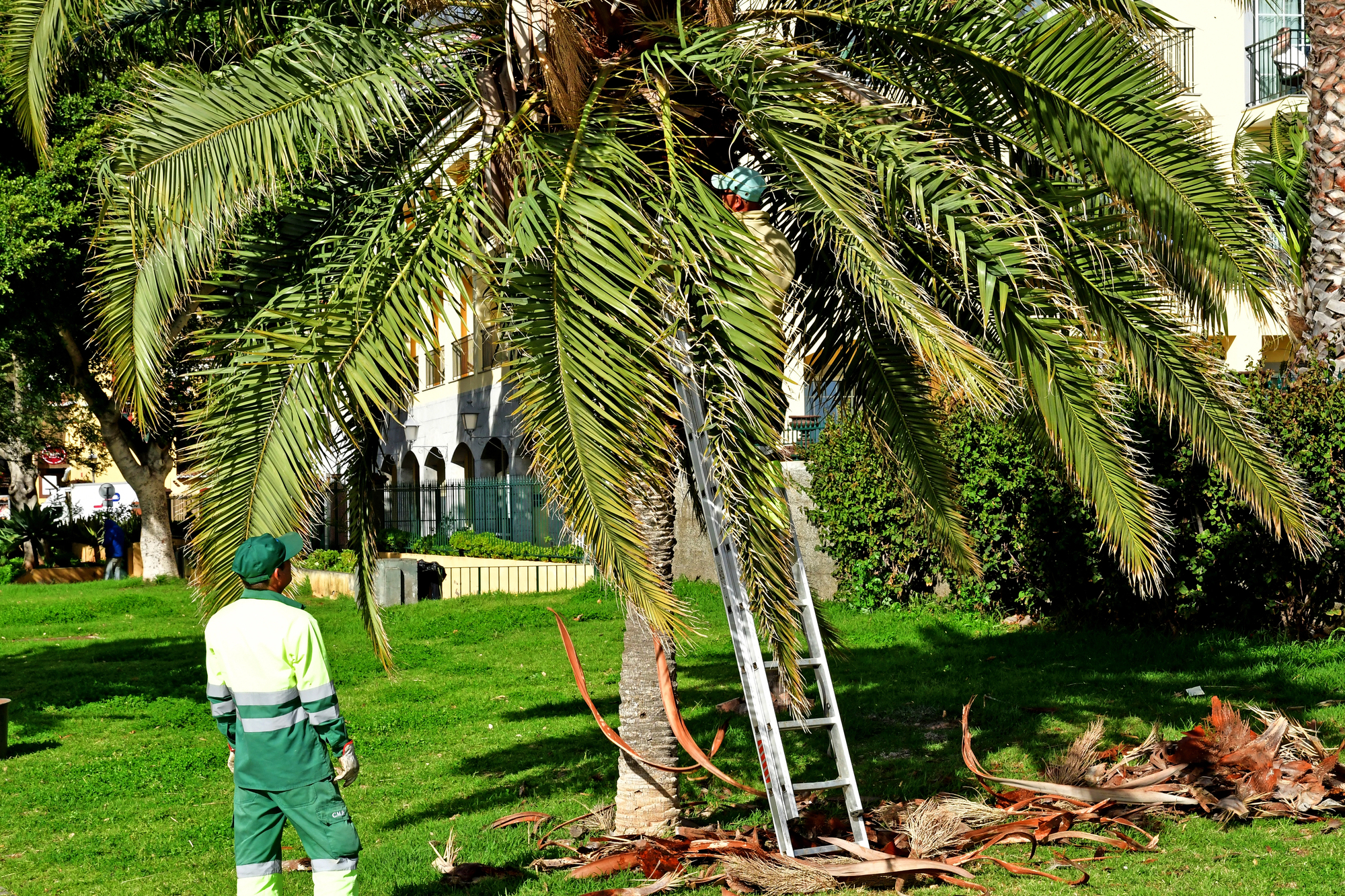 Palm tree maintenance in progress
